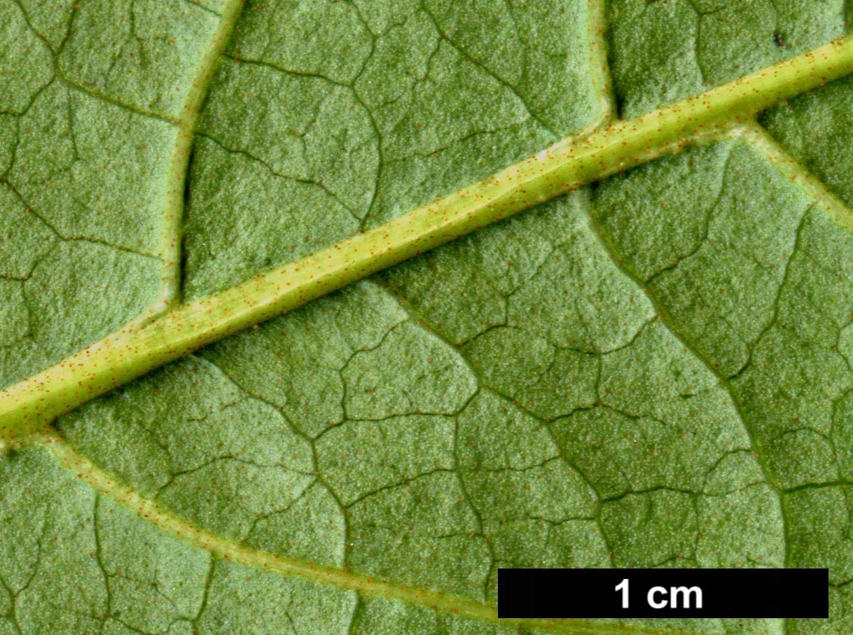 High resolution image: Family: Adoxaceae - Genus: Viburnum - Taxon: nudum - SpeciesSub: 'Pink Beauty'